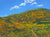 "Superbloom I" open edition archival print