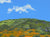 "Superbloom I" open edition archival print