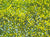 "Superbloom II" open edition archival print