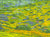 "Superbloom II" open edition archival print