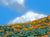 "Superbloom III" open edition archival print